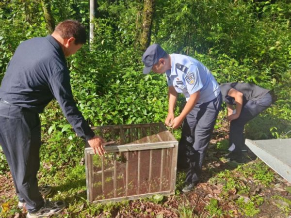 美林配资 萌兽”误闯人间，警民携手送它回家