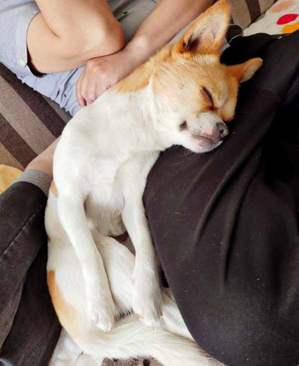 金配资 狗狗总爱往你床上挤？背后3个小心思，最后一个暖人心！